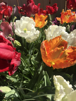 10 Parrot Mix Tulip Bulbs - Tulipa Parrot
